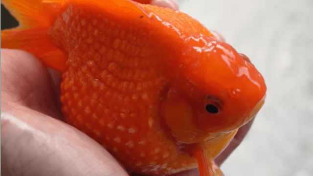 【水族特搜】屏東金魚大亨,胖嘟嘟的金魚超可愛! Ft. 阿岳金魚