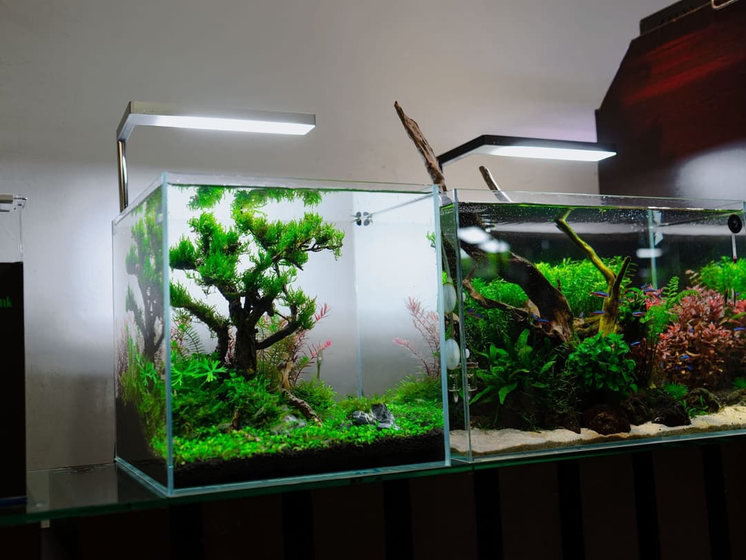 檯面上並列的兩座小型水草造景缸