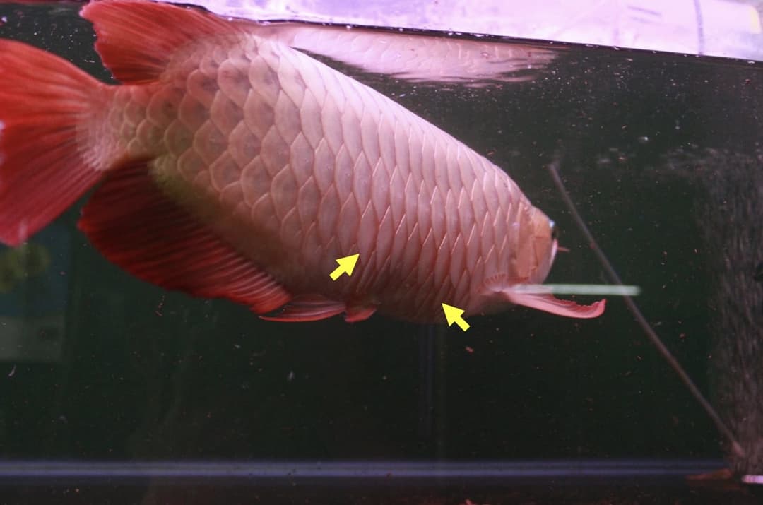 病例照:紅龍魚體側鱗片翹起,黃色箭頭標出患部