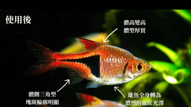 正三角燈成長記