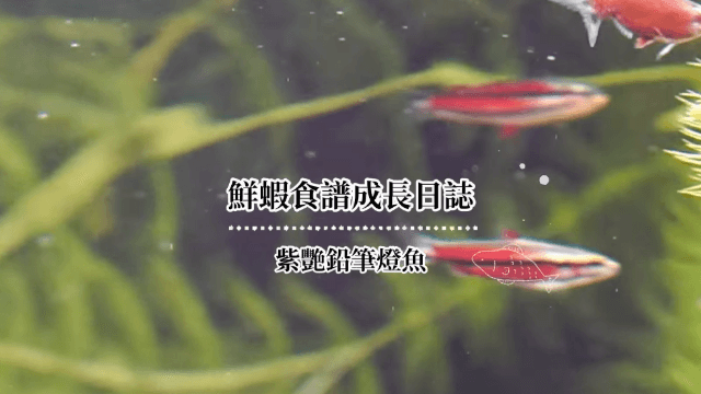 紫艷鉛筆燈魚成長日誌