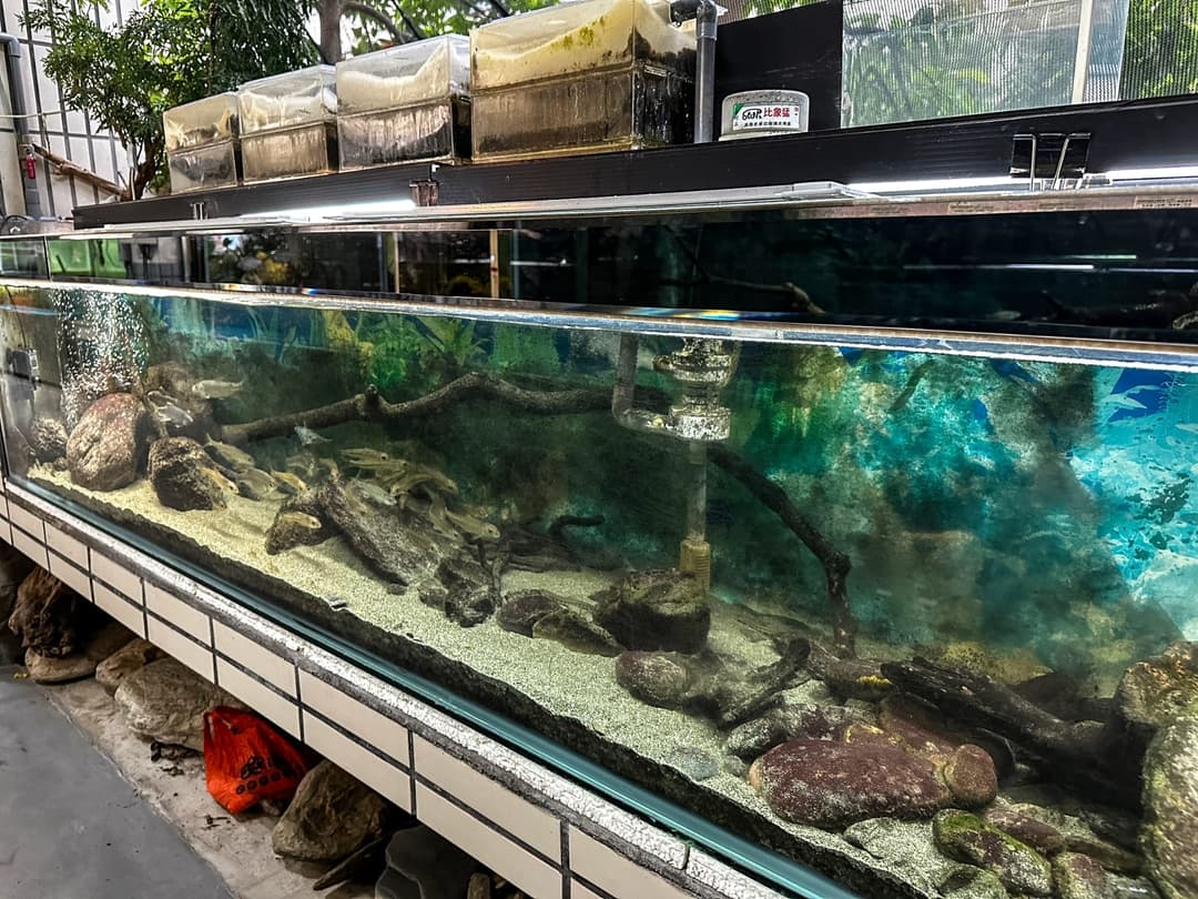 走廊上的大型臺灣原生魚展示缸