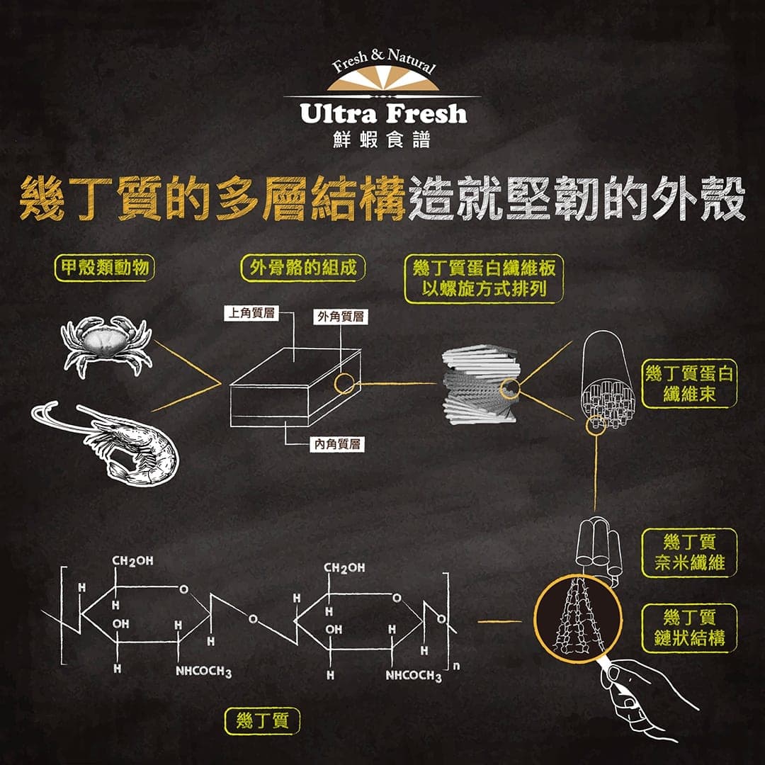 說明圖:幾丁質的多層結構如何造就甲殼類堅韌的外殼