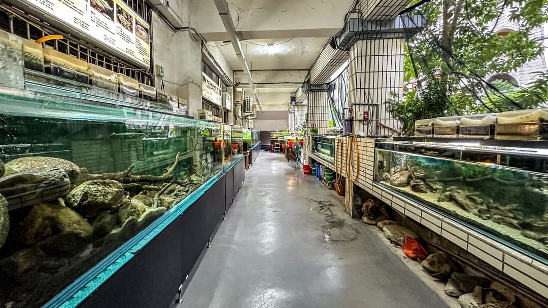 校園走廊兩側成排的臺灣原生魚展示缸