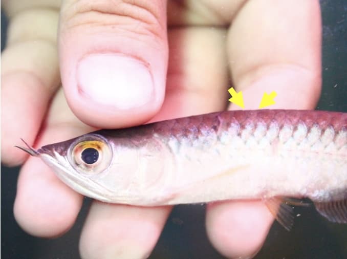 病例照:手中的小龍魚背部鱗片微微翹起,黃色箭頭標出患部