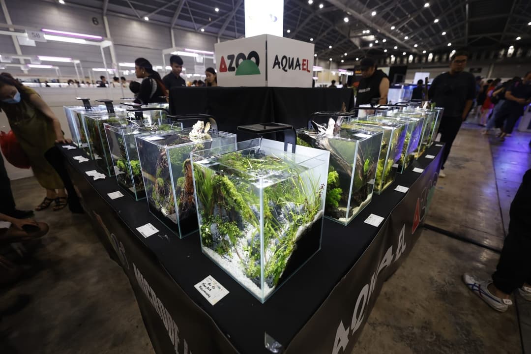 新加坡水族展 AZOO 展位上並排的水草造景缸