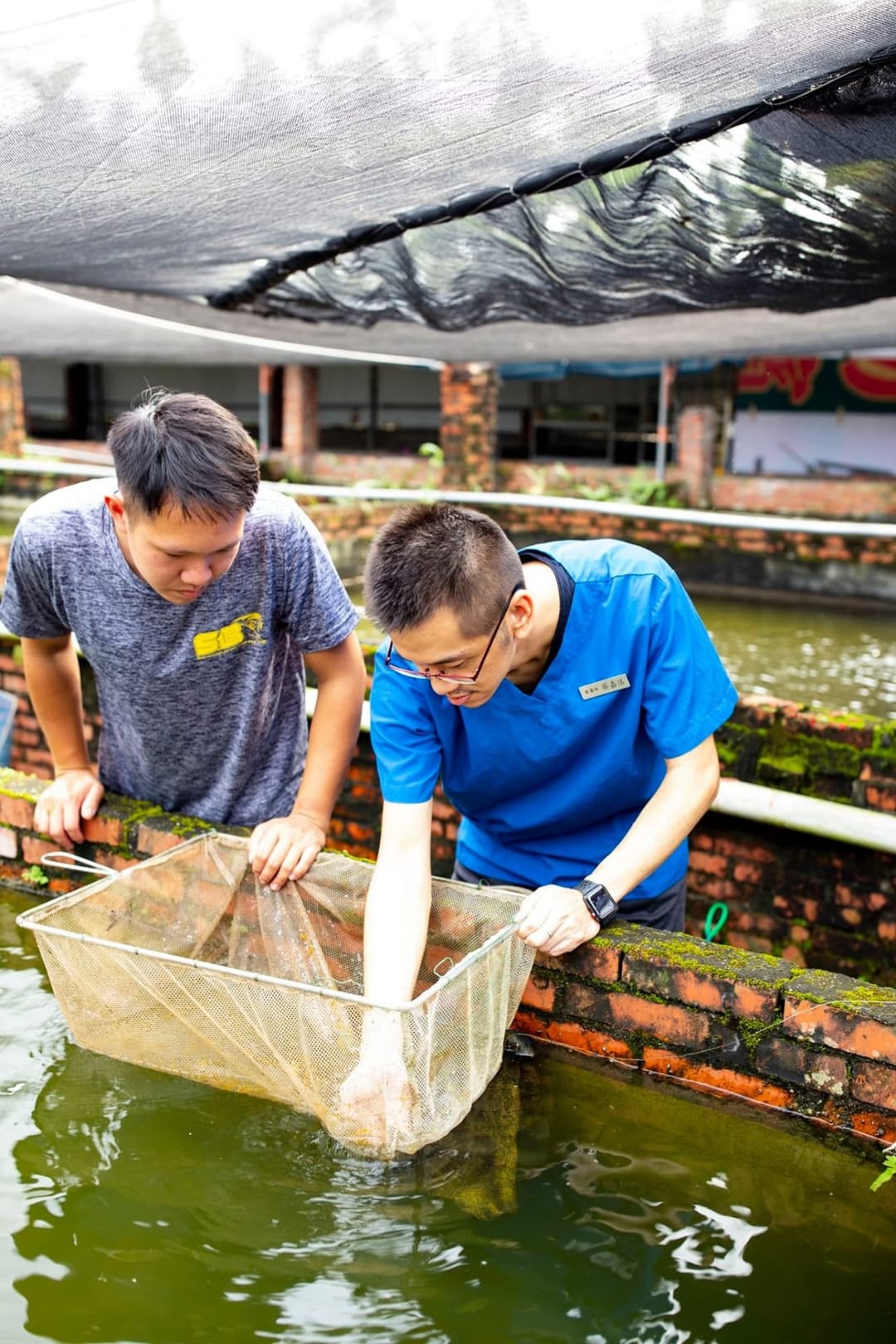 兩位獸醫在魚塭旁用網撈起魚隻檢查