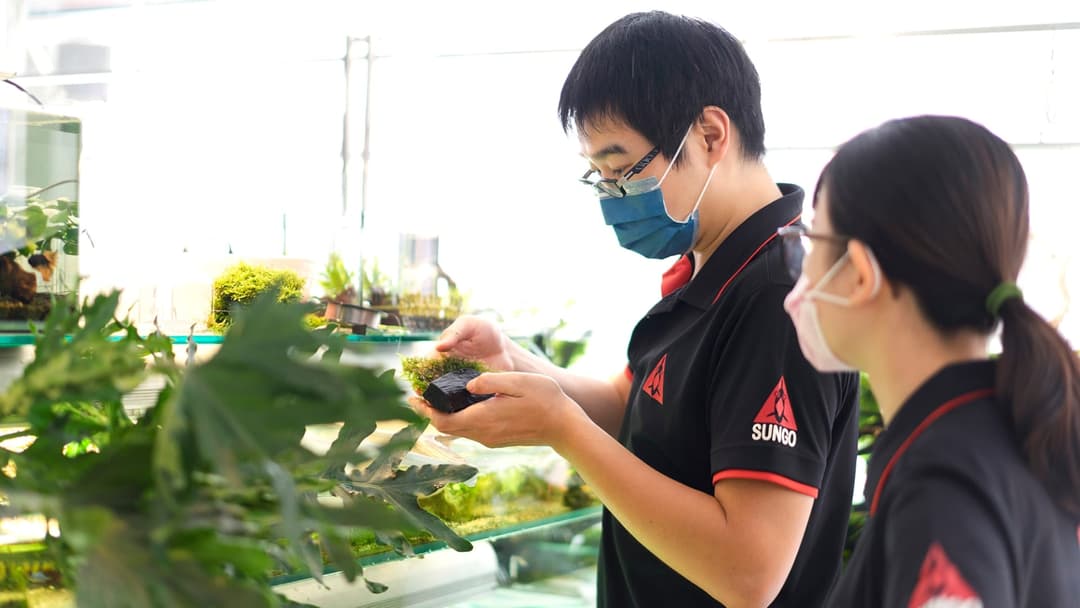 兩位店員在店內整理水草