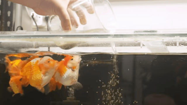 【鮮蝦研究室】三步驟,預防貪食金魚進食過多!