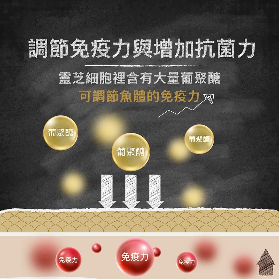 說明圖:靈芝的葡聚醣可調節魚體免疫力與抗菌力
