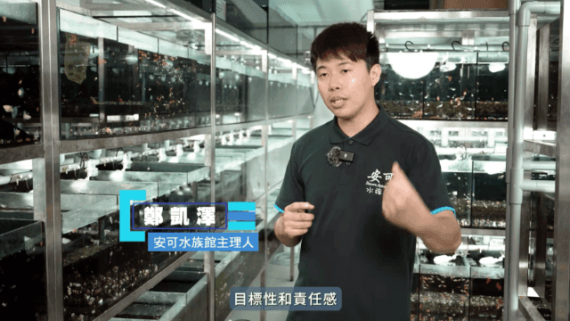 【水族特搜】孔雀魚育種的夢想實踐者 FT.安可水族館