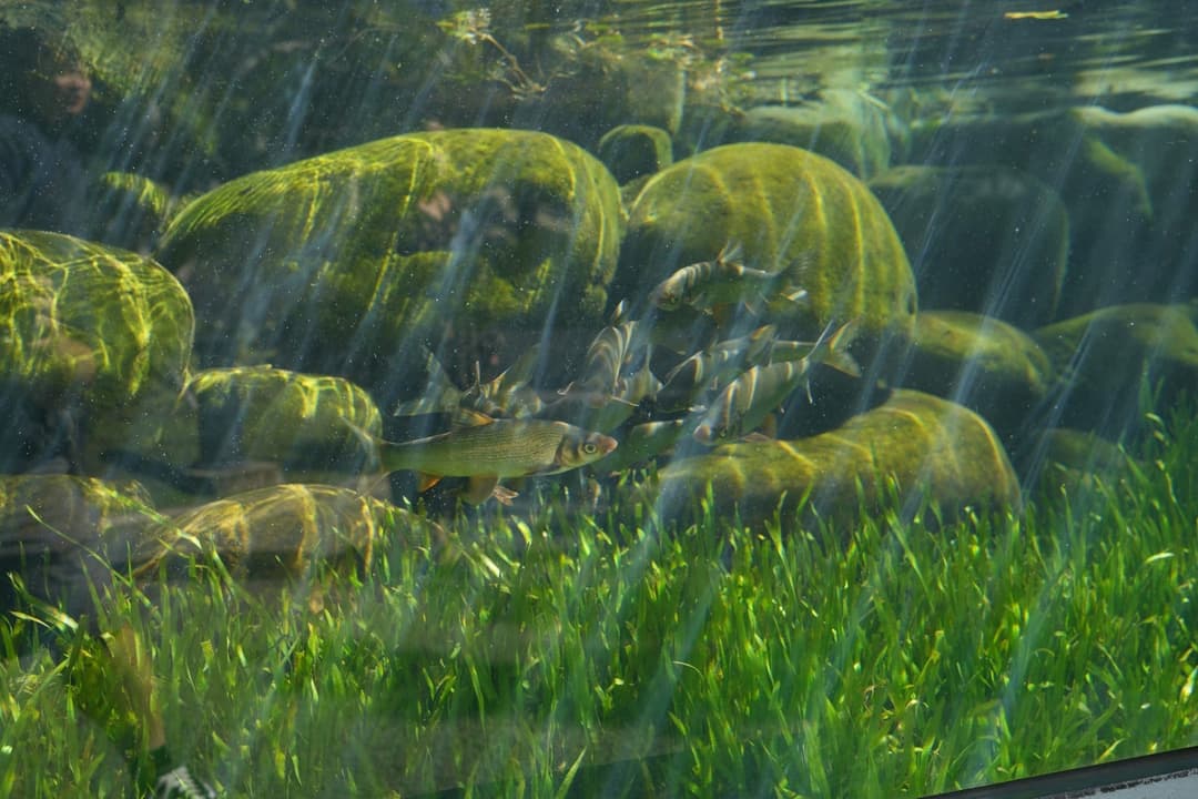 水草之間成群的臺灣原生魚