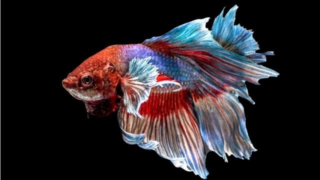 【水族學堂】魚也需要吃益生菌?!