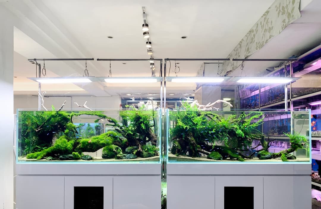店內並排的大型水草造景缸