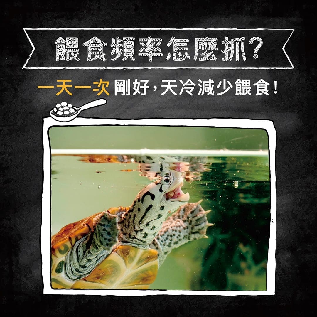 說明圖:餵食頻率一天一次剛好,附澤龜在水中進食的照片
