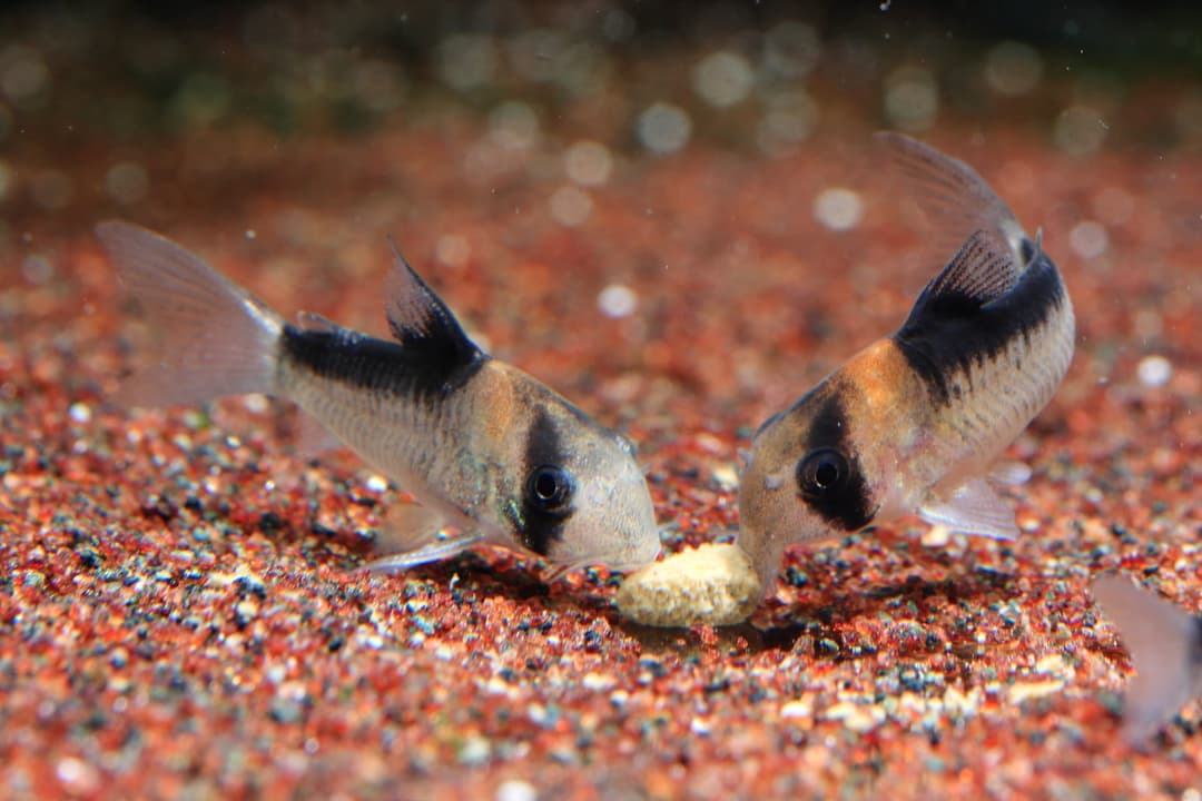 兩隻底棲鼠魚在紅色底砂上啃食一顆扁平飼料