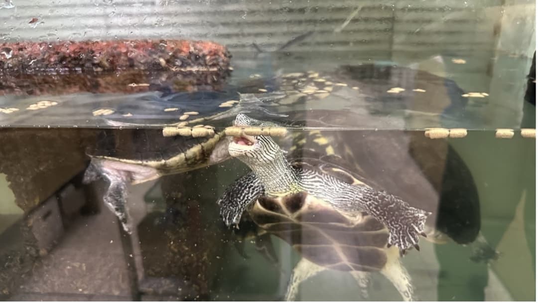 兩隻澤龜在缸中搶食漂浮的飼料