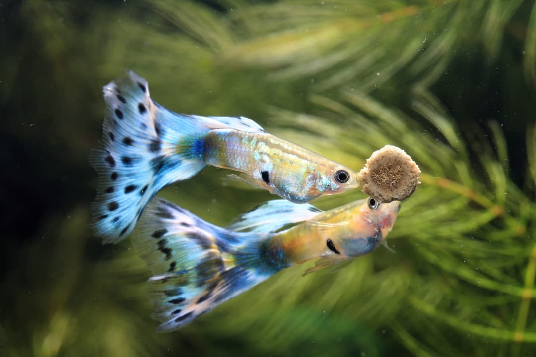 兩隻孔雀魚圍著水草間的一顆飼料