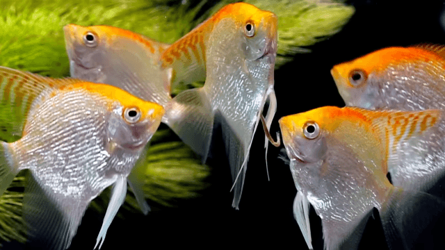紅頭鑽石神仙魚