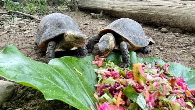 鮮蝦直送愛,孩子們開飯啦.ᐟ.ᐟ FT. 屏東科技大學保育類野生動物收容中心
