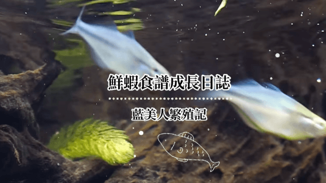 藍美人彩虹魚繁殖記