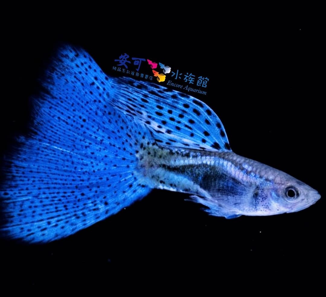 黑底特寫:藍色點紋的孔雀魚