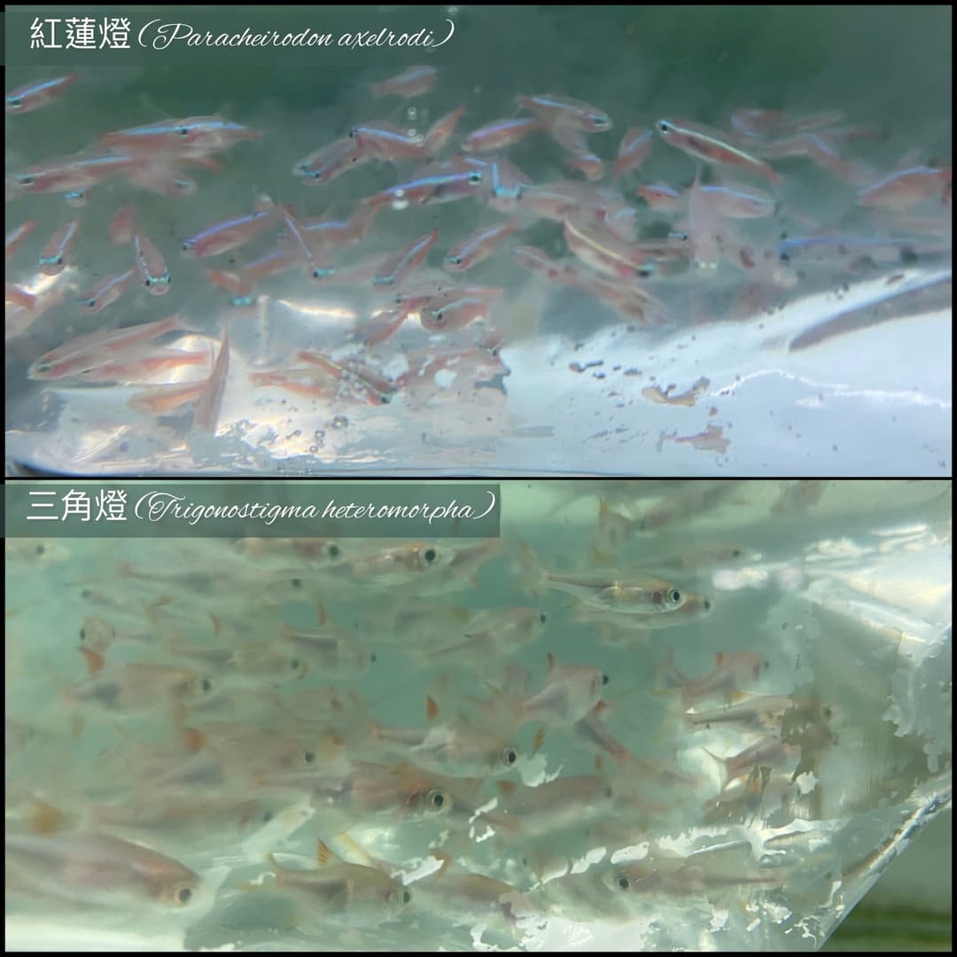 上下對照的兩張照片:紅蓮燈與三角燈的魚群