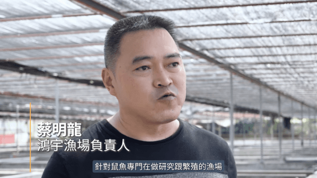 【水族特搜】一生懸命,鼠魚職人之心 Ft. 鴻宇賺錢漁場
