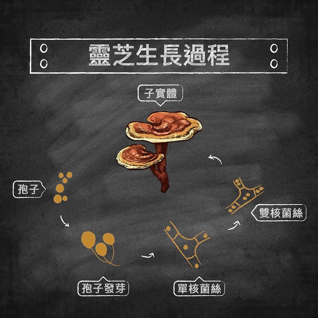 說明圖:靈芝的生長過程,從孢子到子實體