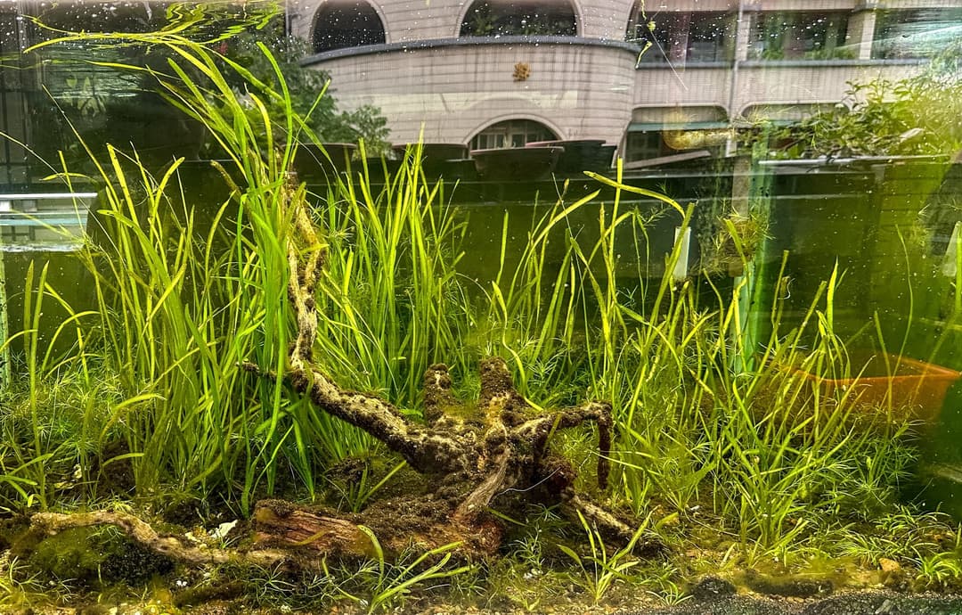 種滿水生植物、模擬原生棲地的展示缸