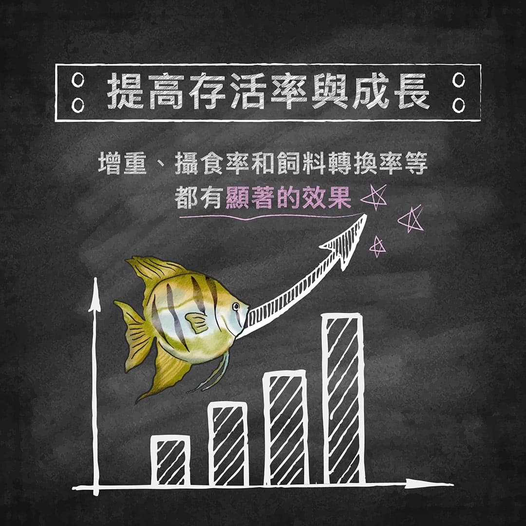 說明圖:靈芝提高魚隻存活率與成長表現