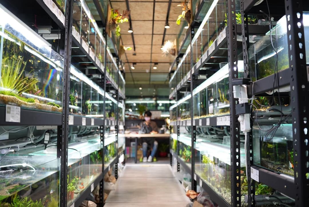 水族店內兩側成排魚缸的走道