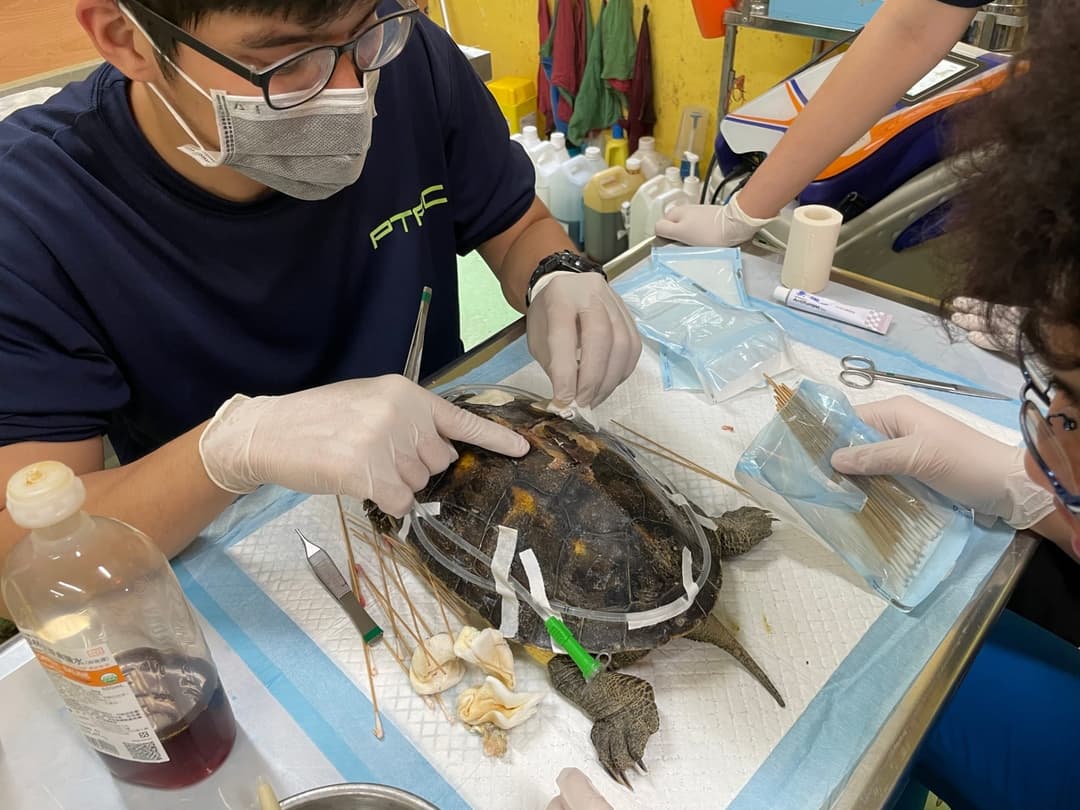 兩位獸醫在手術台上為受傷的斑龜處理龜甲