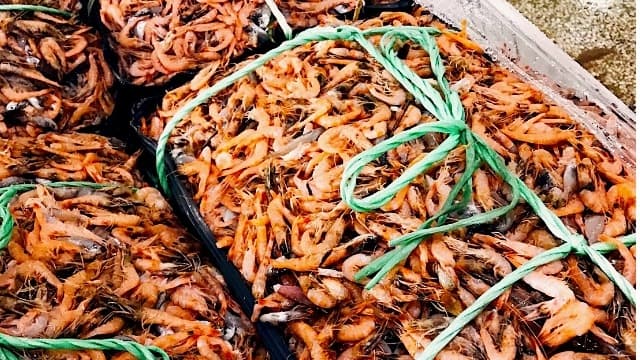【產地直擊】頂級宜蘭劍蝦篇🦐