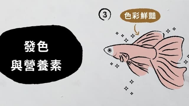 插畫:色彩鮮豔的孔雀魚,標題「發色與營養素」