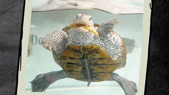 【九桃的澤龜照養術】新手必讀:澤龜飼料挑選與營養配比全指南