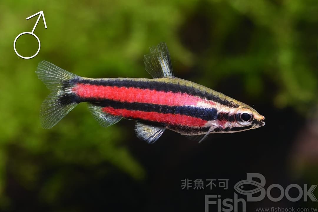 特寫:一隻雄性小型燈魚,體側有紅色縱帶