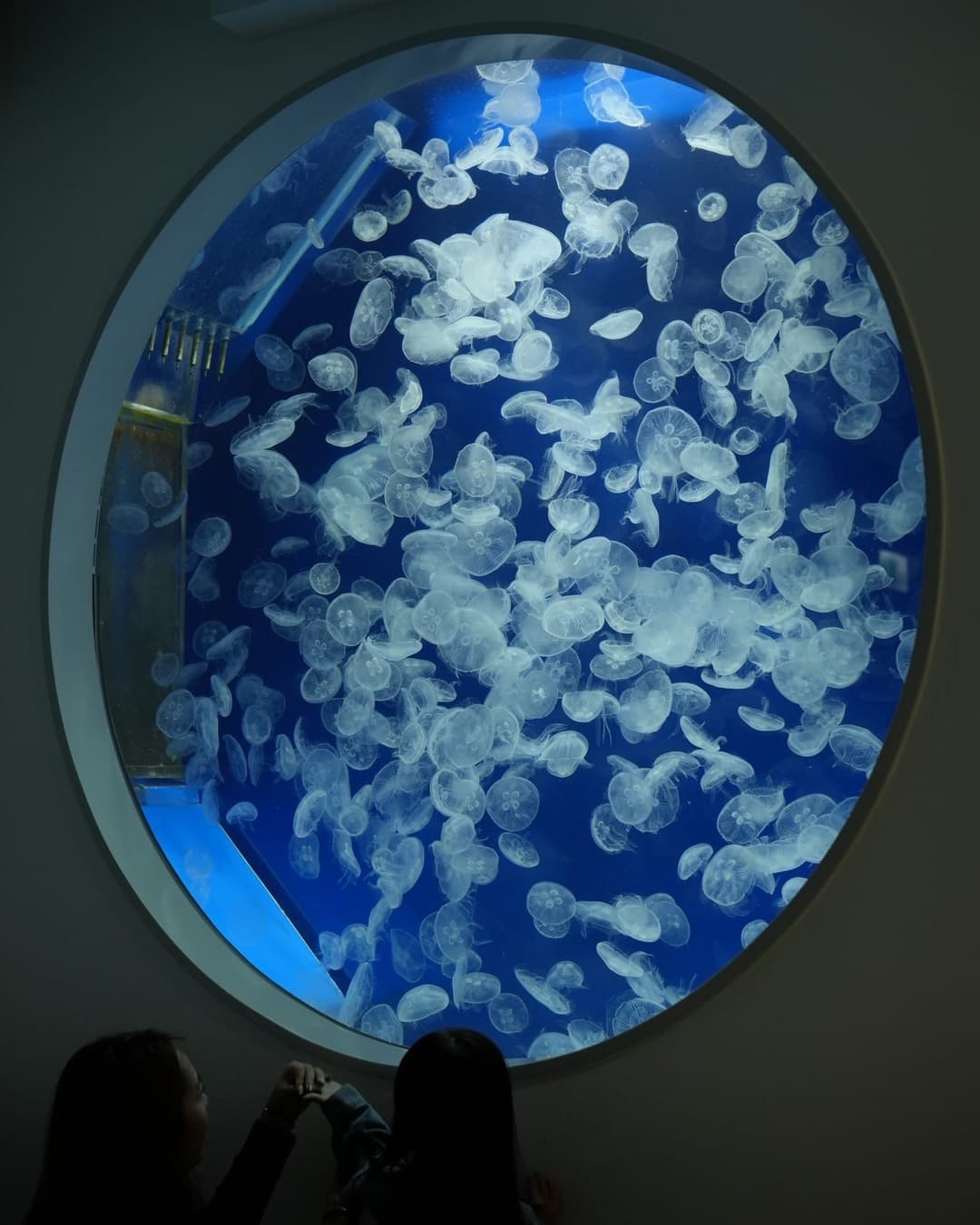 圓窗造型的水母展示缸