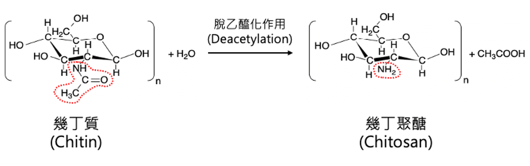 化學式圖:幾丁質脫乙醯化後形成幾丁聚醣,圈出不同的官能基