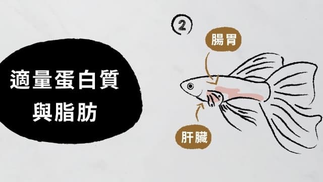 插畫:孔雀魚的腸胃與肝臟位置,標題「適量蛋白質與脂肪」
