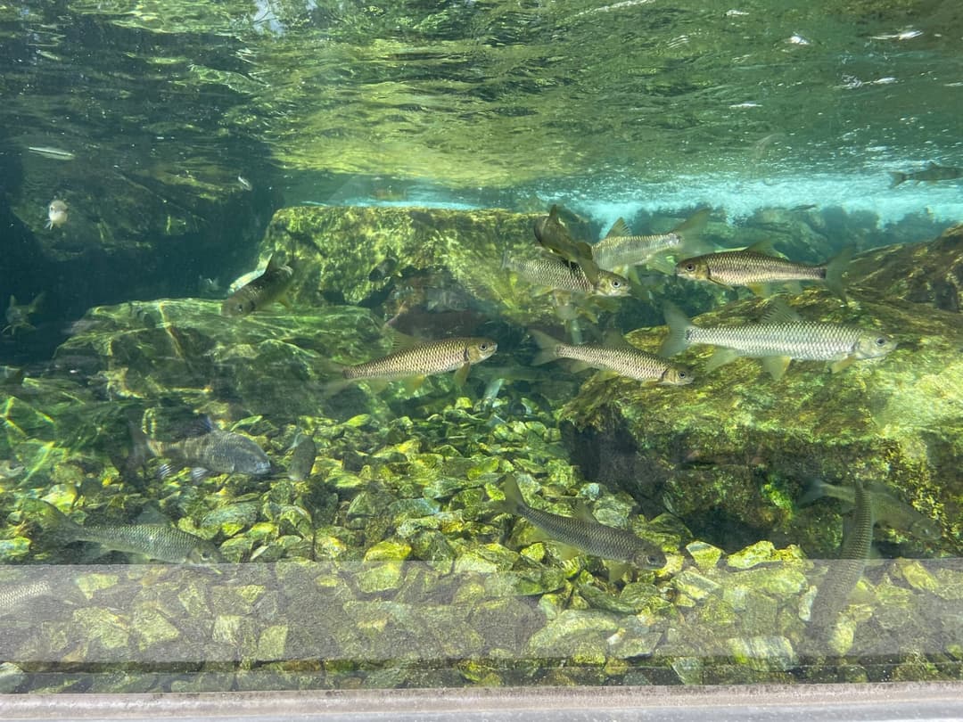 戶外展示缸中的原生魚、水草與石頭