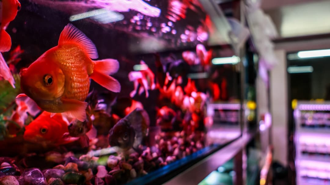 店內展示缸中的紅色琉金金魚