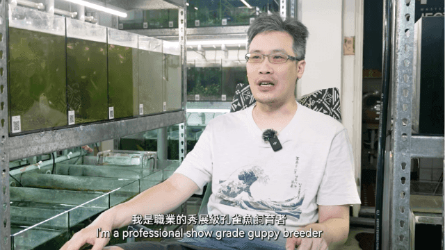 【水族特蒐】回顧數十年來接觸孔雀魚的心路歷程與成就 FT. 孔雀魚大師