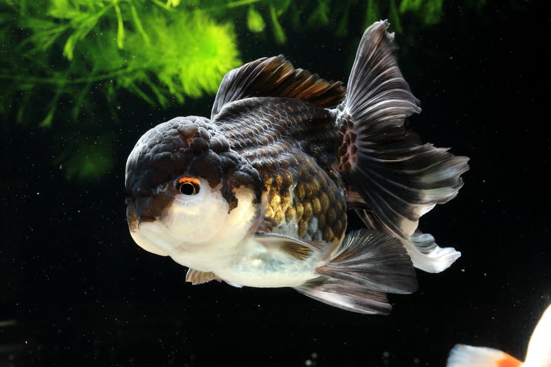 黑底特寫:一尾黑白花色的蘭壽金魚