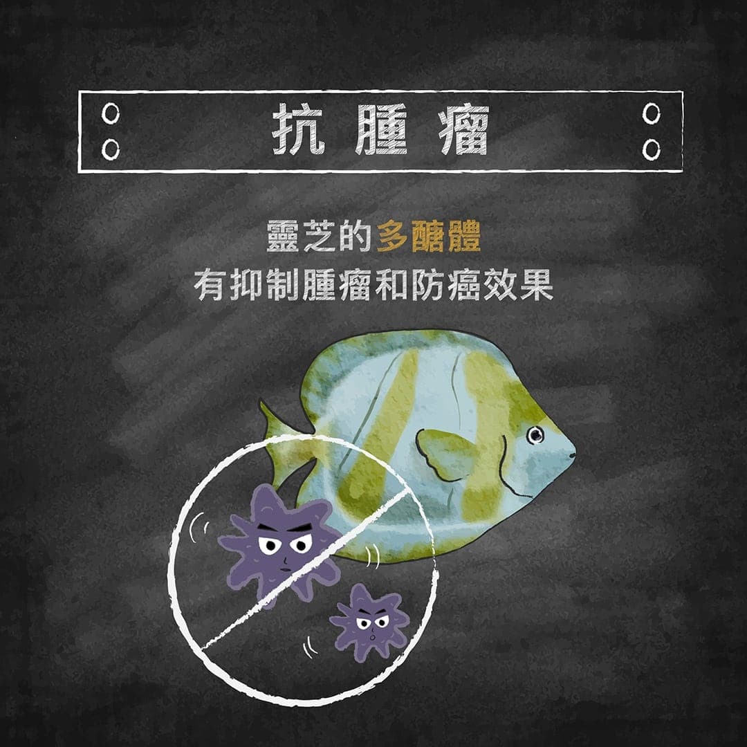 說明圖:靈芝的多醣體有抑制腫瘤和防癌效果
