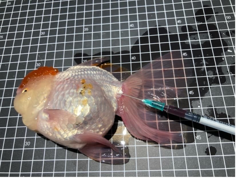 獸醫替金魚做靜脈抽血,準備做血液抹片檢查