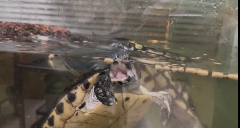 特寫:澤龜張口咬住一根飼料棒