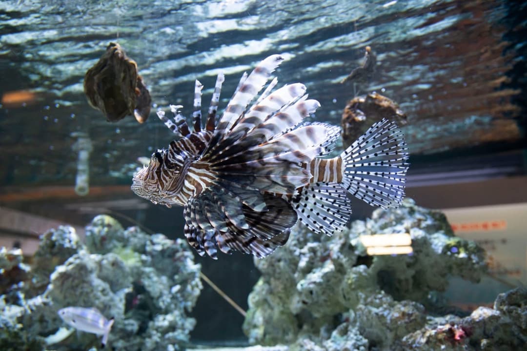珊瑚礁展示缸中的獅子魚