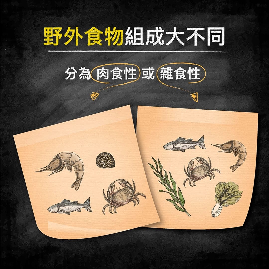 說明圖:澤龜野外食物組成分為肉食性或雜食性