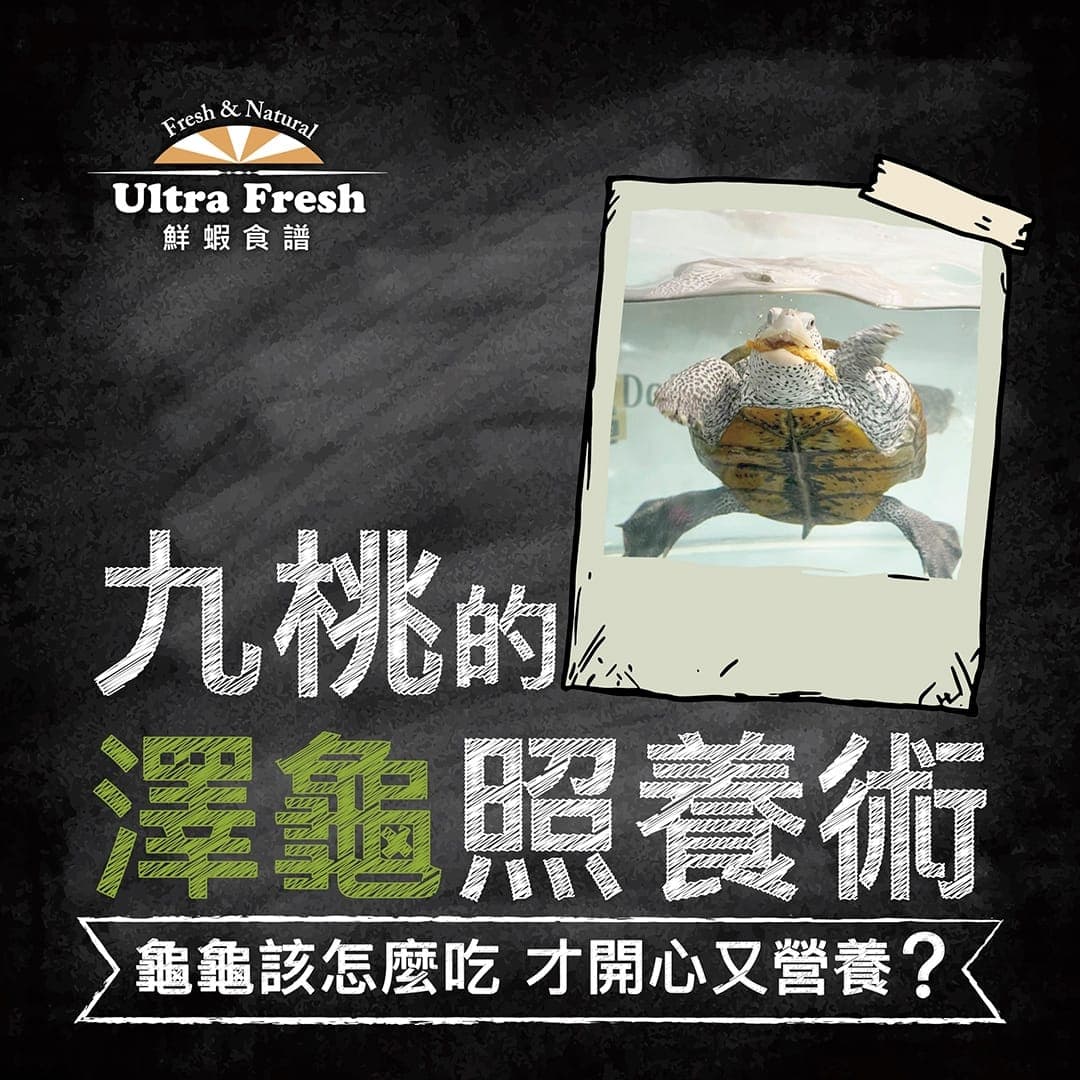 標題圖:九桃的澤龜照養術——龜龜該怎麼吃才開心又營養